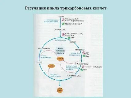 Цикл регуляции