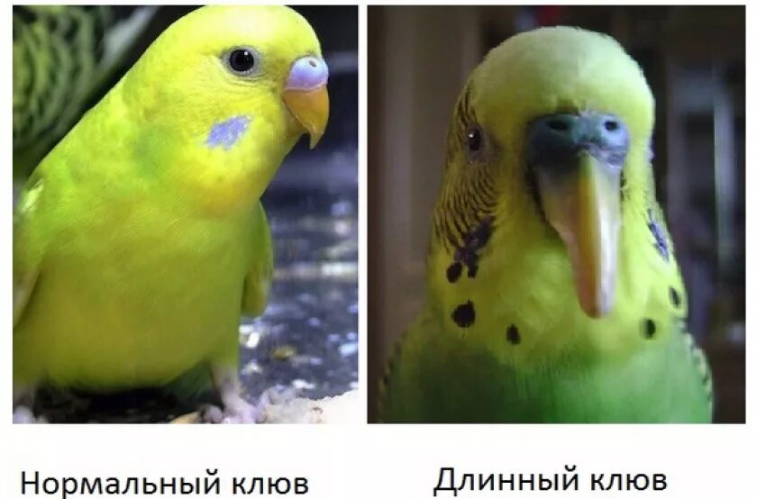 Как подрезать клюв попугаю. Подстричь клюв попугаю. у попугая отрос клюв. отросший клюв у волнистого попугая. как стричь клюв волнистому попугаю.