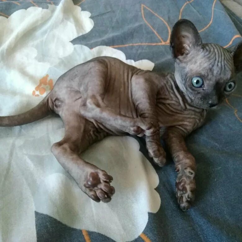 канадский сфинкс. порода кошек сфинкс без шерсти. канадский сфинкс. канадский сфинкс краснодар. сфинкс порода кошек сфинкс.