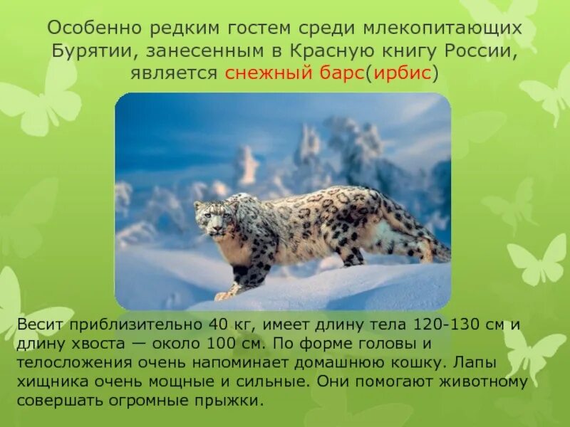 Растения и животные красной книги республики бурятия. Растения и животные бурятии занесенные в красную книгу. животные из красной книги бурятии. красная книга бурятии животных. животное бурятии занесенное в красную книгу.