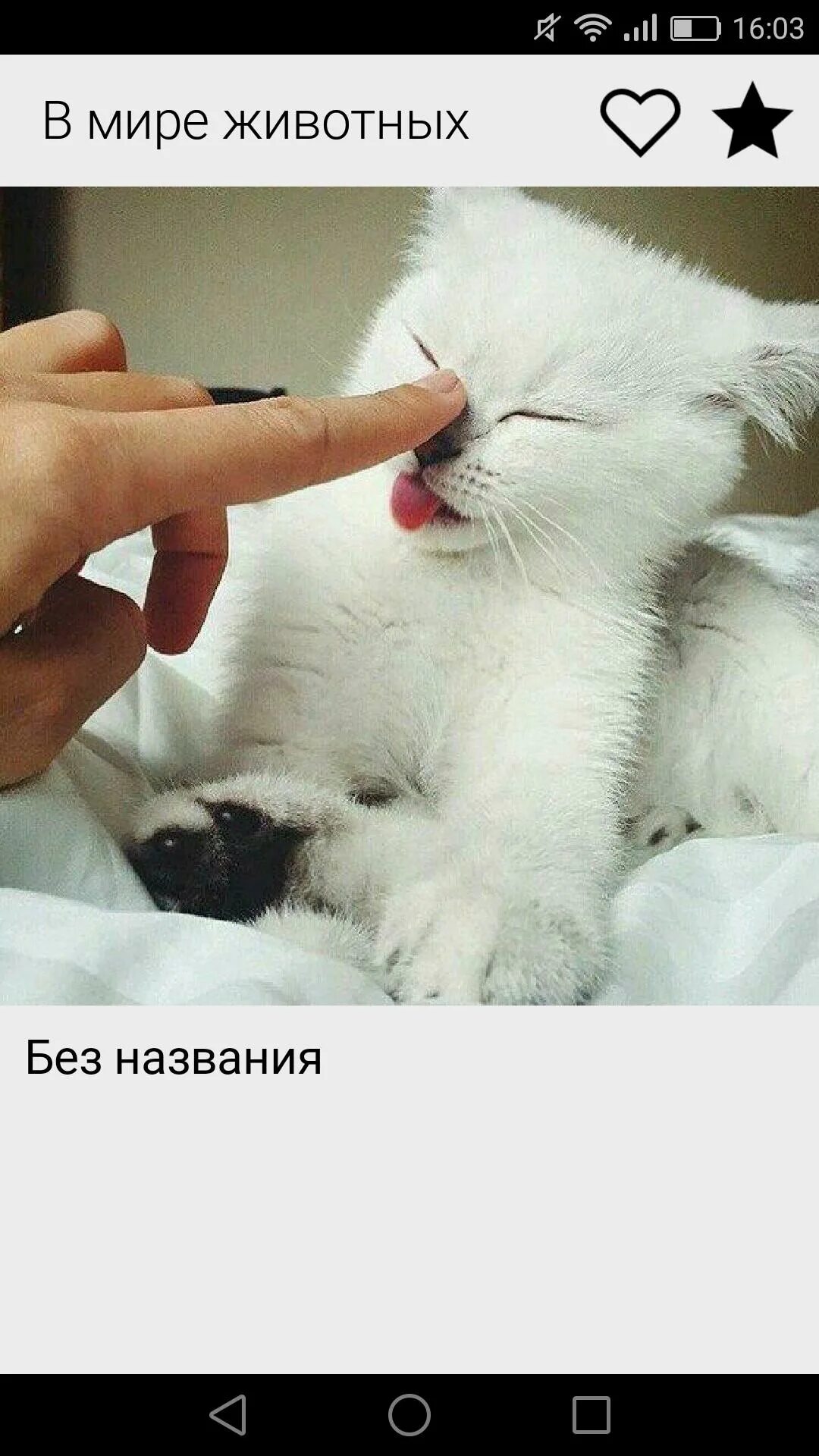 Кот лежит на солнышке. Ласка и забота. Ласка смешная. Хочется влюбиться. Хочется тепла и ласки.