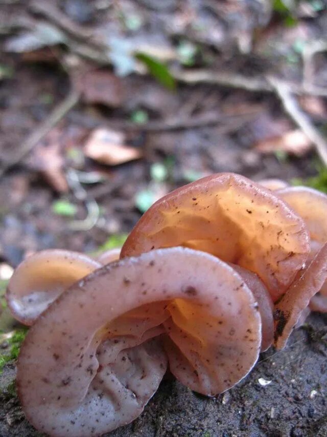 Pig's Ear - Gomphus clavatus Fotos