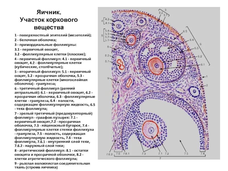 5 6 фолликулов в яичнике