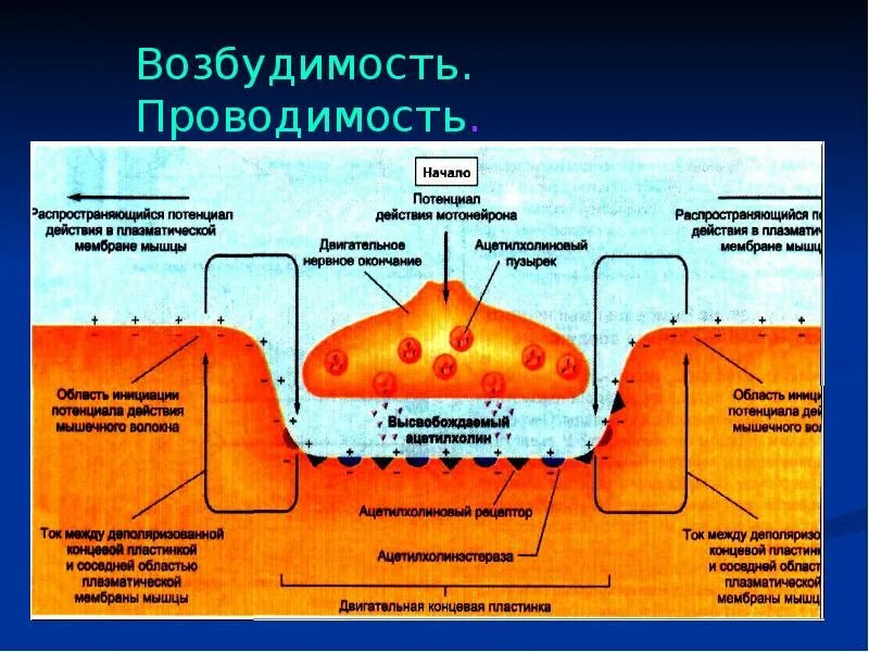 Возбудимость мышц это. Проводимость гладкие мышцы. возбудимость гладкой мышцы. возбудимость и проводимость гладких мышц. проводимость гладких мышц физиология.