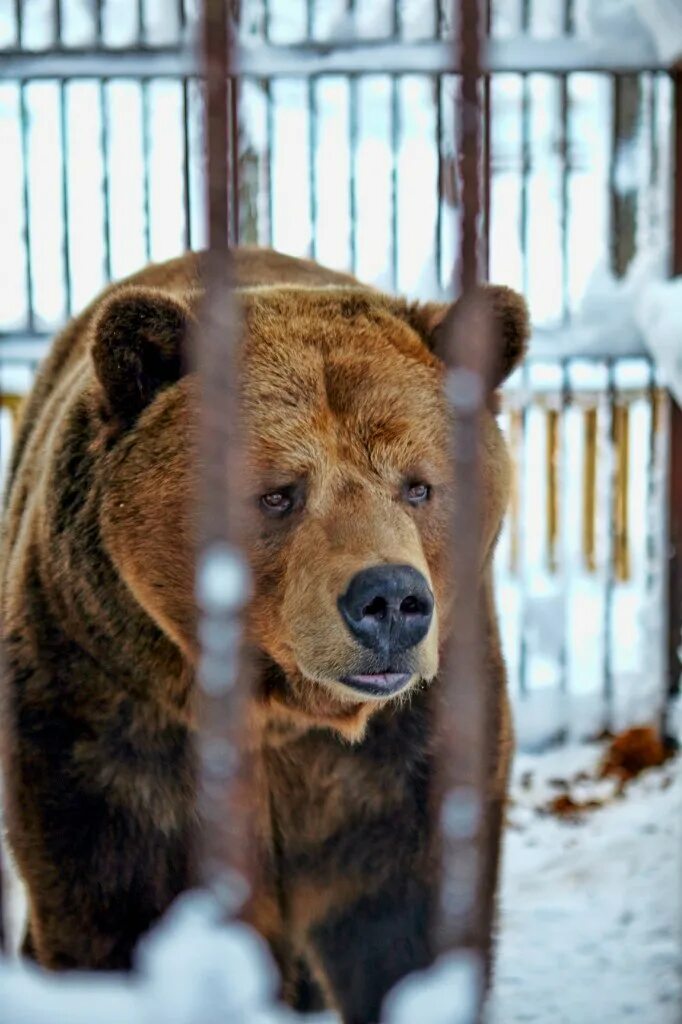 Северный зоопарк. Медведь на Северном склоне в Токсово. Северный склон зоопарк. Токсово зоопарк. Мини зоопарк Северный склон.