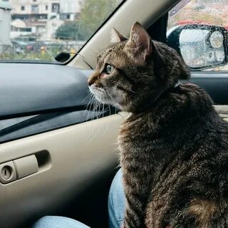 Кот сидит на машине