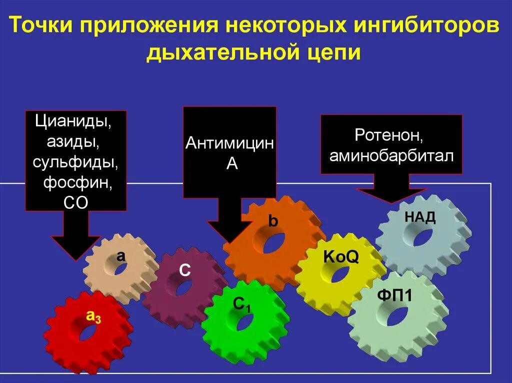Ингибиторы и разобщители. Ингибиторы дыхательной цепи. ингибиторы и разобщители дыхательной цепи. ингибиторы ферментов дыхательной цепи. ингибиторы дыхательной цепи точки приложения.
