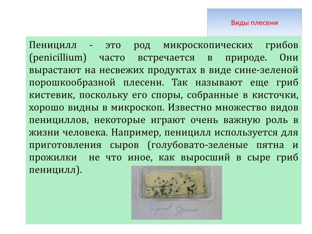 Род грибов пеницилл. Гриб пенициллин биология 5 класс. Доклад про гриб пеницилл. Плесневые грибы доклад. Плесневые грибы и антибиотики