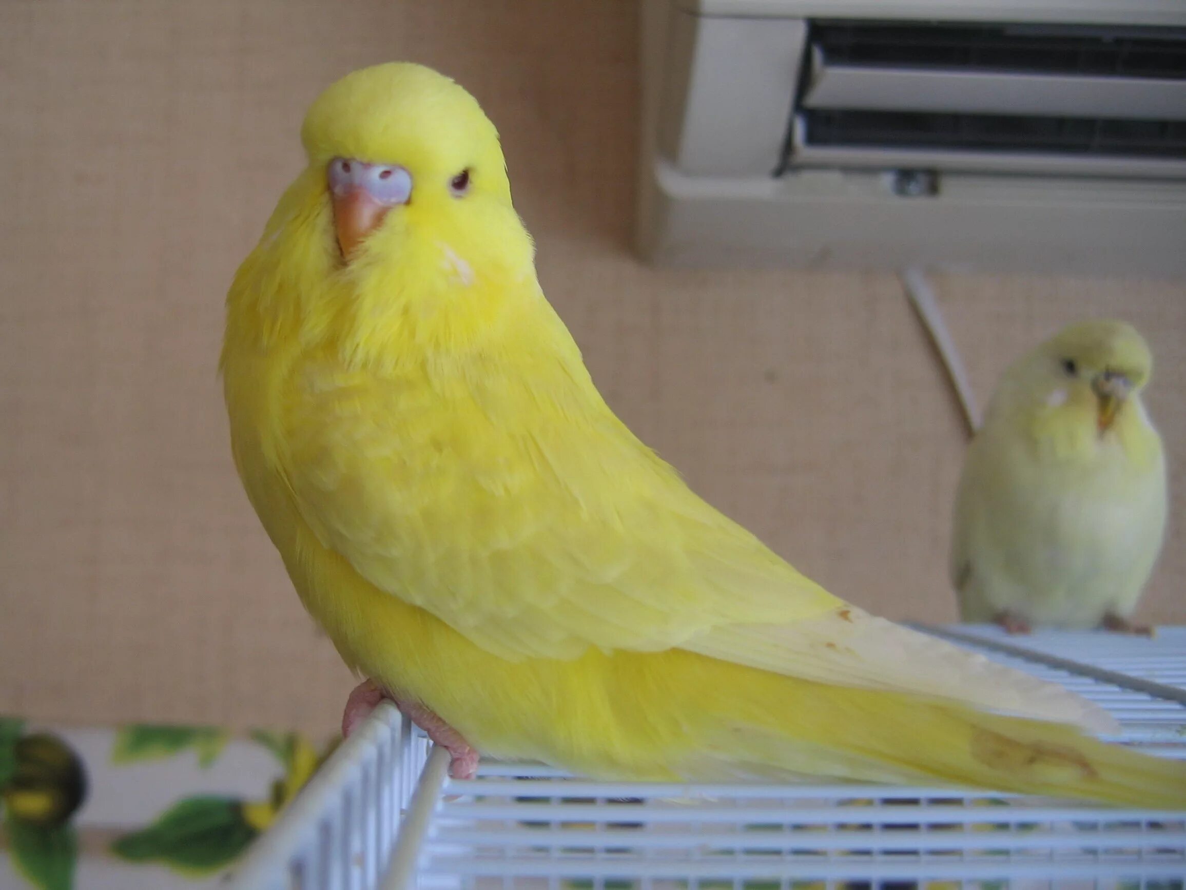 Волнистый попугай лютино самец. Волнистый попугай лютино. Канареечный волнистый попугай. Волнистый попугайчик желтый. Волнистый попугай лютино.