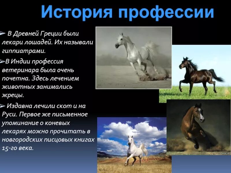 Как называли лекаря людей и животных