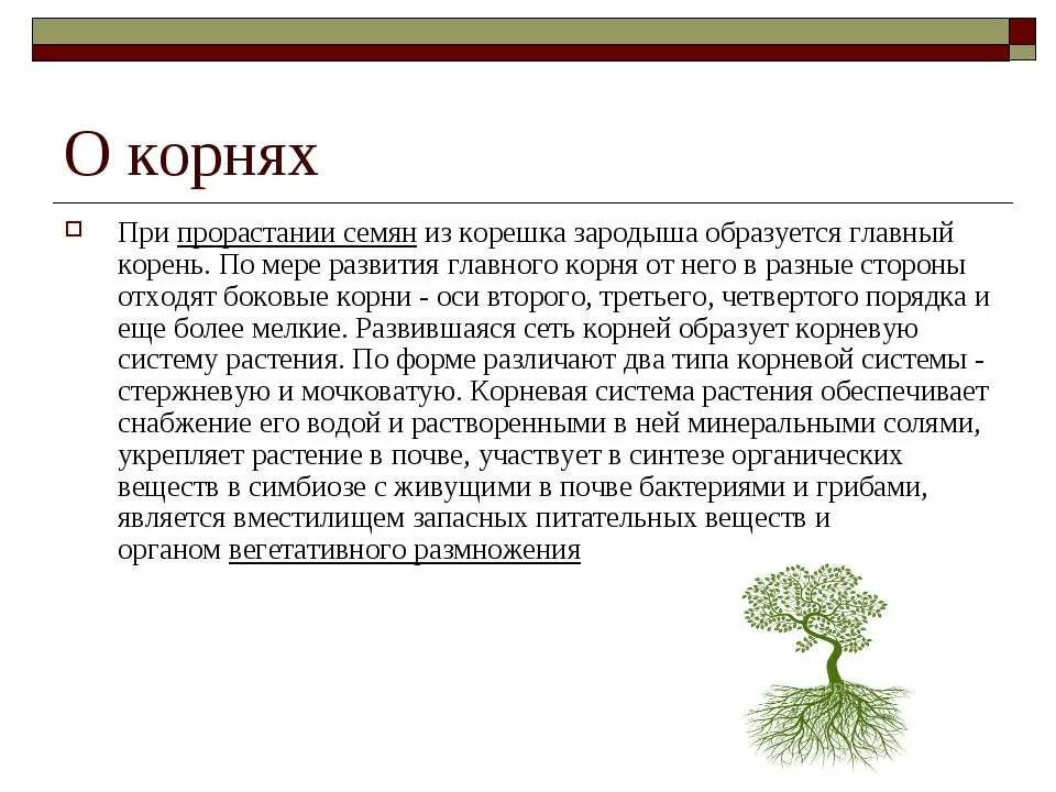 Доклад про корень. Сообщение на тему корни растений. Доклад на тему корень. Корень растения для презентации.