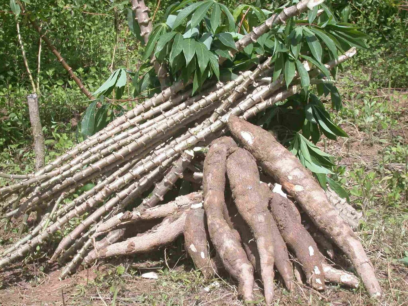 Кассава корнеплод. Manihot esculenta. Маниока тапиока. Маниока тапиока. Кассава корнеплод.
