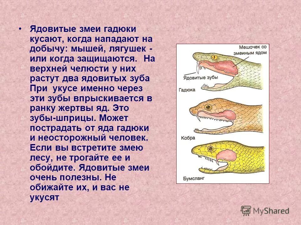 Укусы ядовитых и неядовитых змей. Зачем нужны змеи