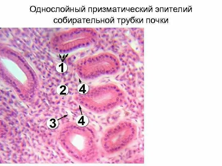 Однорядный цилиндрический эпителий выстилает. Однослойный кубический эпителий почки кролика. Многослойный многорядный эпителий. Призматический эпителий желудка. Слизистая оболочка желудка гистология.