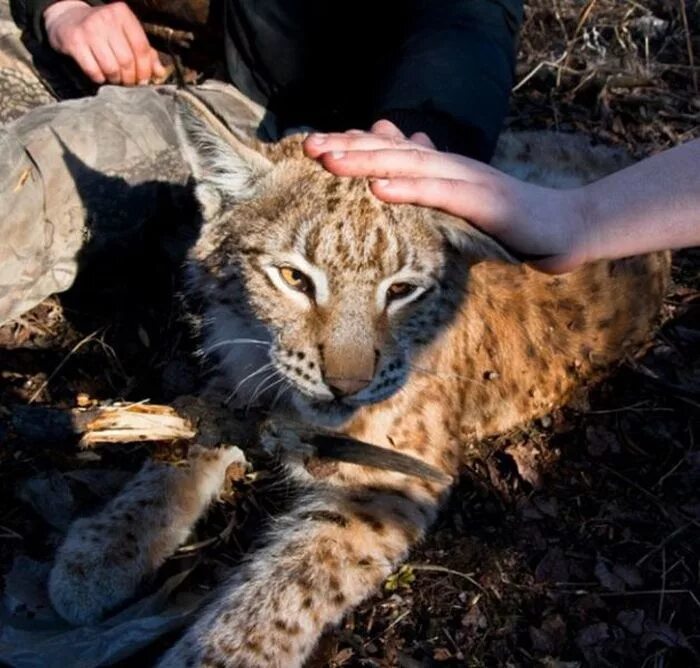 Нападение рыси на человека. Дикие кошки и человек. Человек с рысью. Гладят Рысь. Встреча человека с рысью.