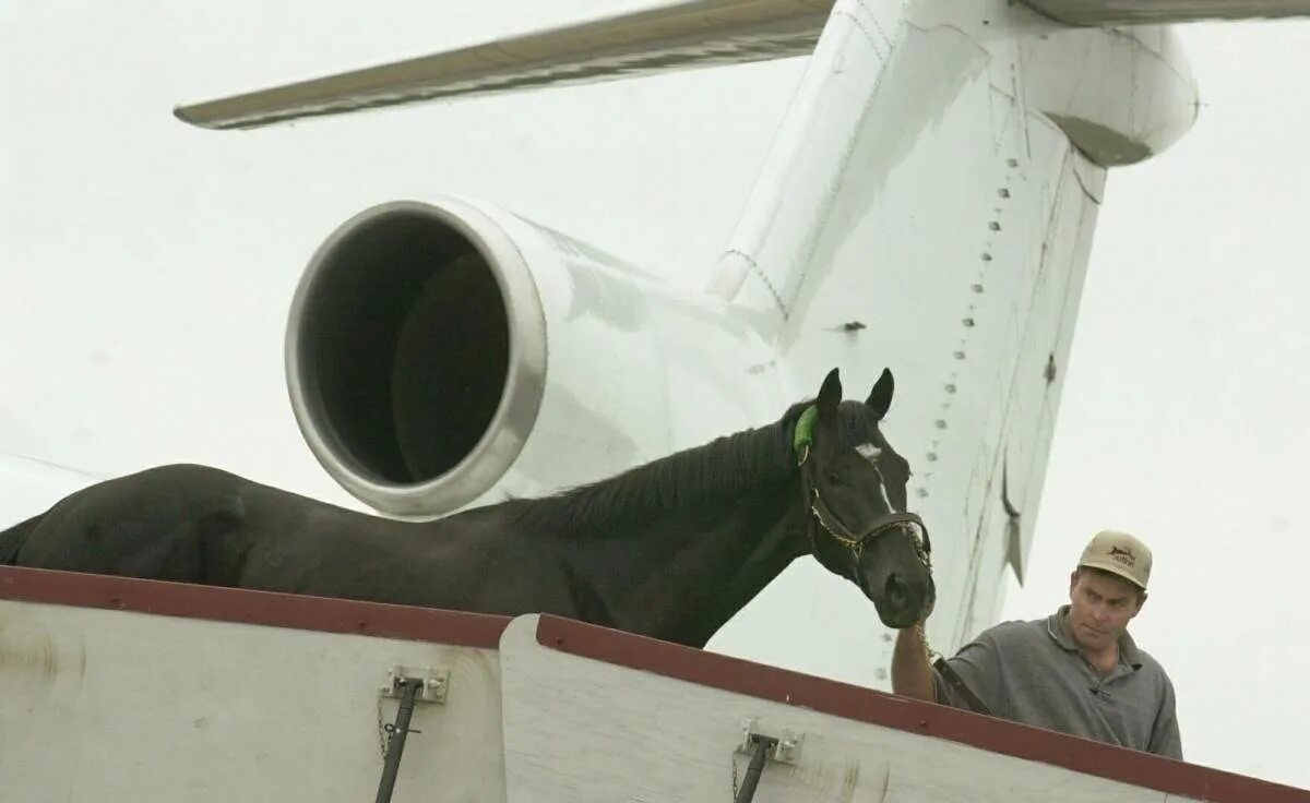 Конь в самолете. Перевозка лошадей в самолете. Транспортировка лошадей самолетом. Лошадь на корабле.