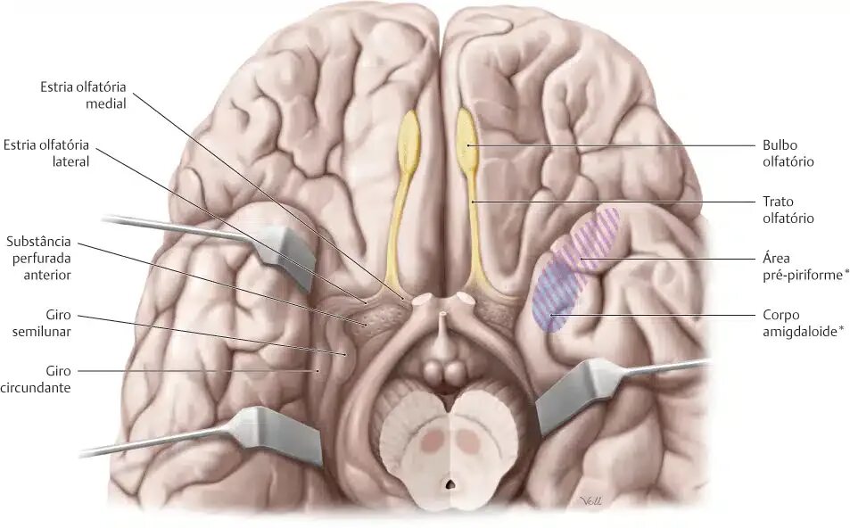Обонятельные зоны мозга. Sulcus olfactorius. Обонятельный мозг анатомия. Bulbus olfactorius.