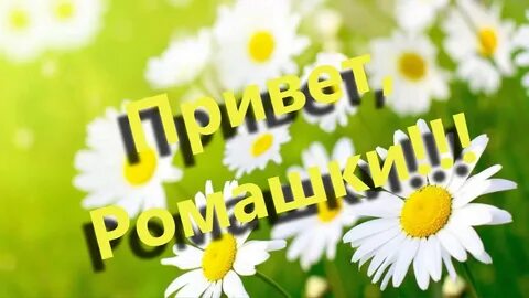 Привет ромашки