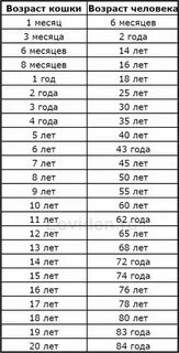 Сколько котятам лет по человеческим меркам