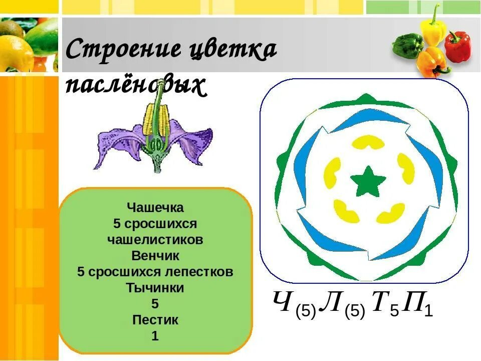 Растения семейства пасленовых ответ. Семейство Пасленовые диаграмма цветка. Формула цветка пасленовых растений. Схема цветка семейства пасленовых. Строение семейства пасленовых.