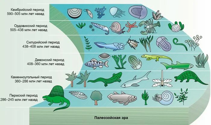 Жизнь в воде эволюция. Эра палеозой период Кембрий таблица. Палеозой Эра Кембрий. Палеозой Эра периоды таблица. Палеозой периоды схема.