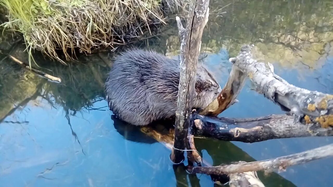 Бобры ролик. Петли на бобра. Охота на Бобров петлями.