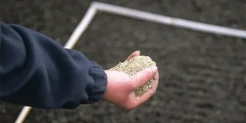 Можно сеять газон осенью