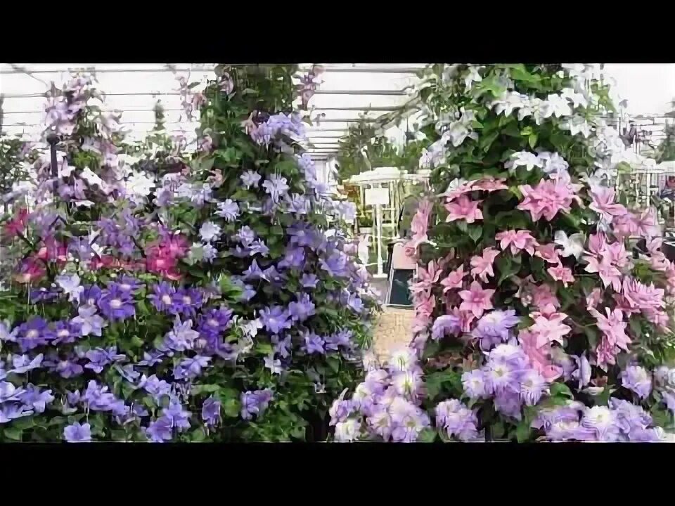 Клематис крупноцветковый Монинг Скай из каталога Клематисы - купить с доставкой 