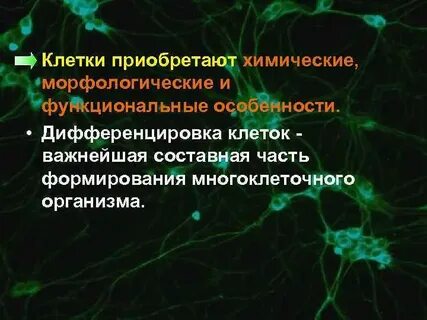 Дифференциация клеток