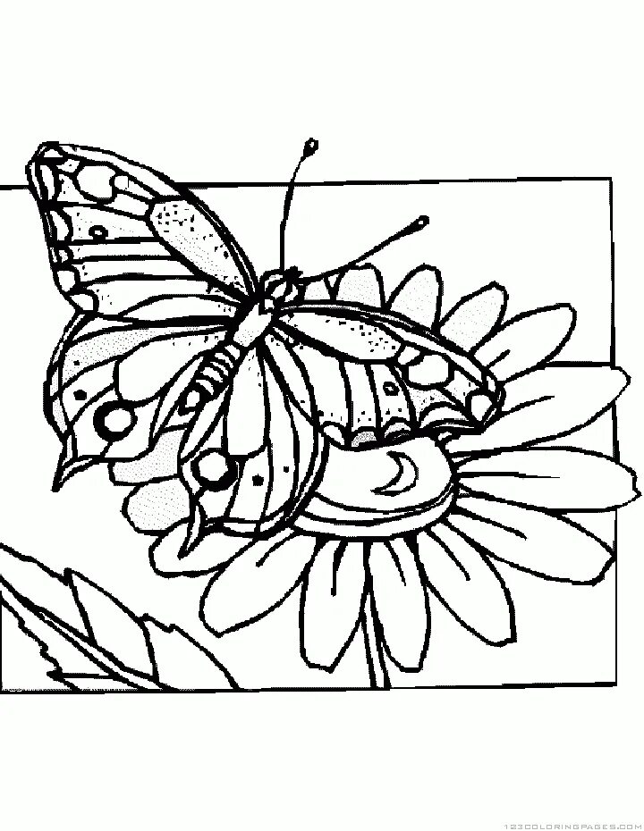 Насекомые раскраска для детей 6 7 лет. Раскраска "бабочки". Насекомые. Раскраска. Насекомые раскраска для детей. Цветы и бабочки. Раскраска.