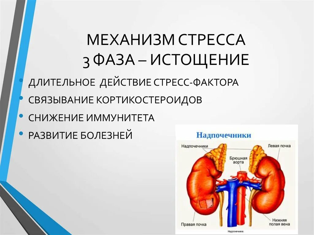 Механизм формирования стресса. Механизм воздействия стресса на организм. Стадии и механизмы развития стресса. Стресс стадии механизм развития проявления. Нарушение функции надпочечников