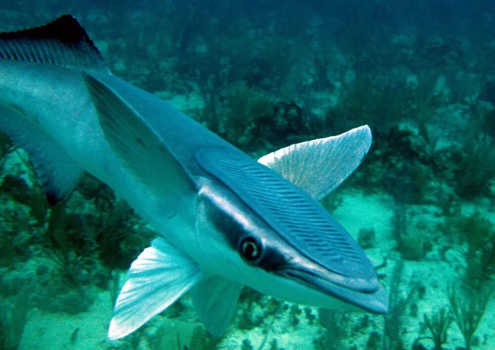 Ремора рыба прилипала. Акулья Ремора. Акулья Ремора (Remora Remora). Рыба прилипала и акула.