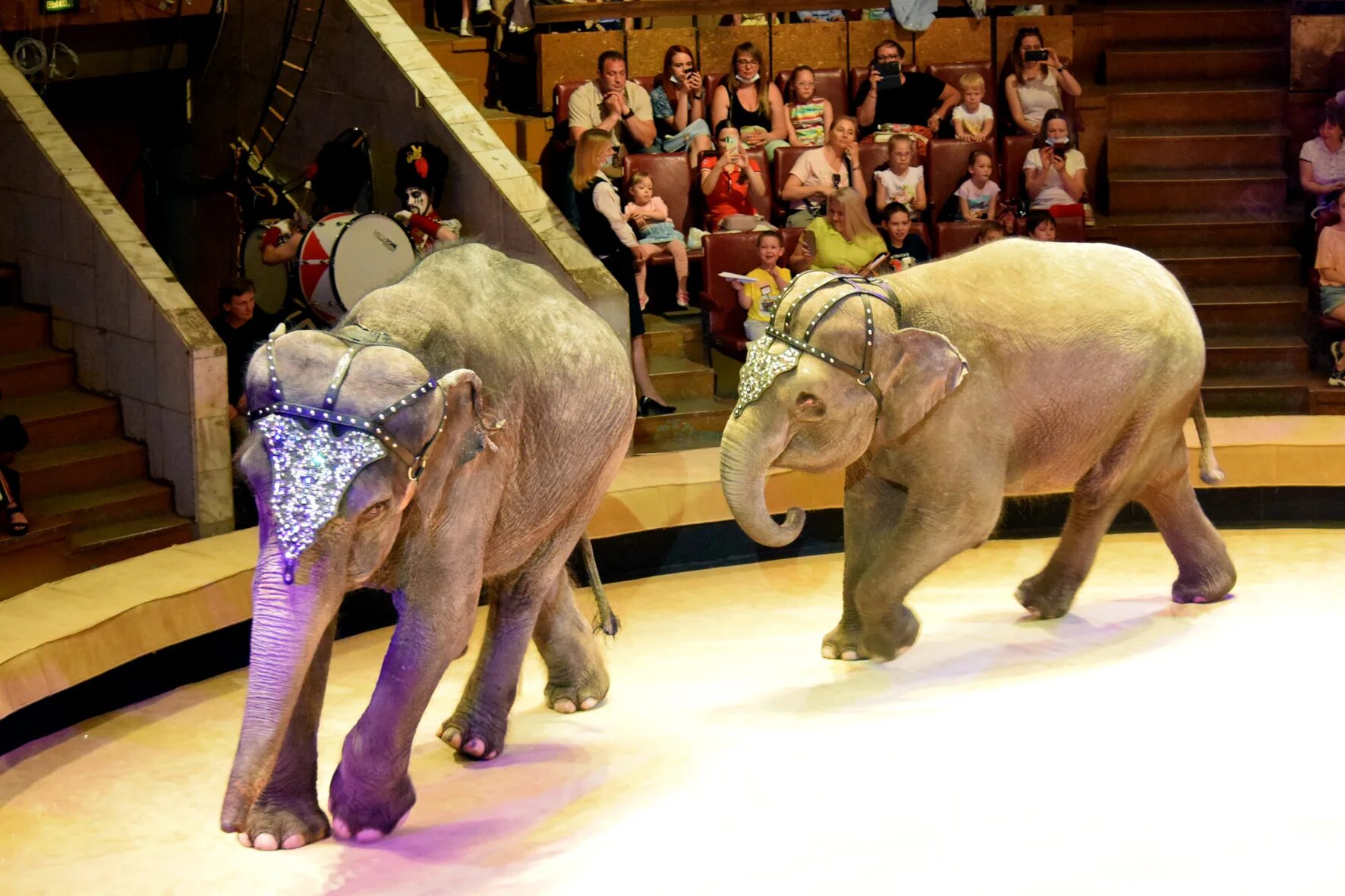 Воронежский цирк девочка и слон. Цирк со слонами. Представление в цирке девочка и слон. Слон ярославль цирк. Девочка и слон цирк воронеж отзывы.