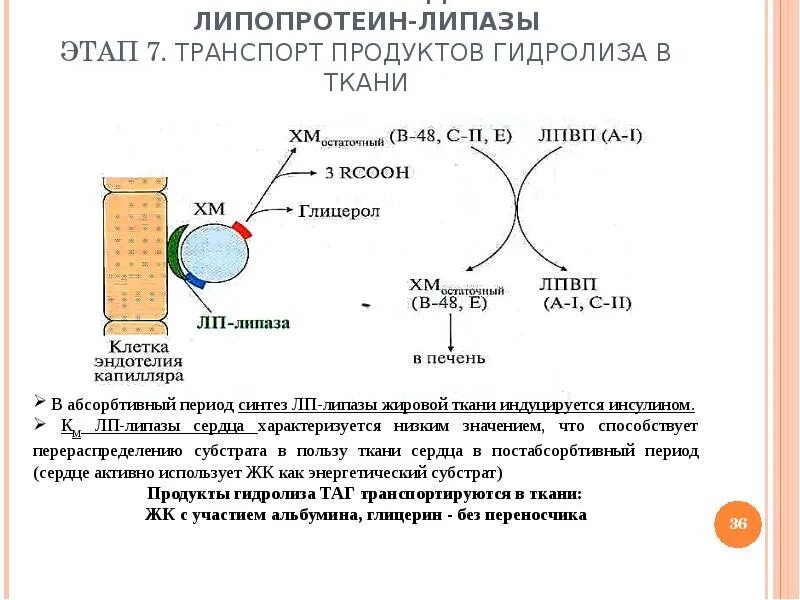 Синтез липазы. Индуктор синтеза липопротеиновой липазы в жировой ткани. Субстрат таг липазы. Липопротеинлипаза схема действия. Локализация реакции липопротеин липаза.