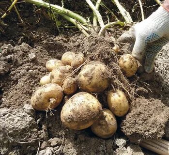 Клубни овоща уроки французского