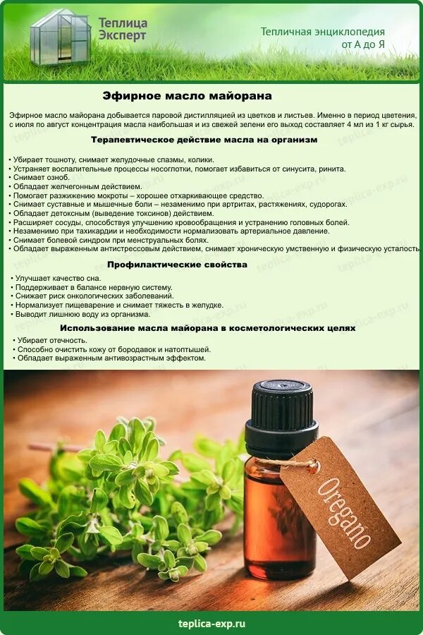 Майоран масло применение. Майоран DOTERRA эфирное масло. Iris майоран. Эфирное масло. Эфирное масло майорана от бородавок. Мазь майорана.