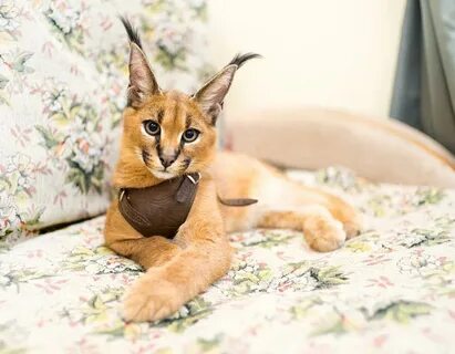Каракет кошка