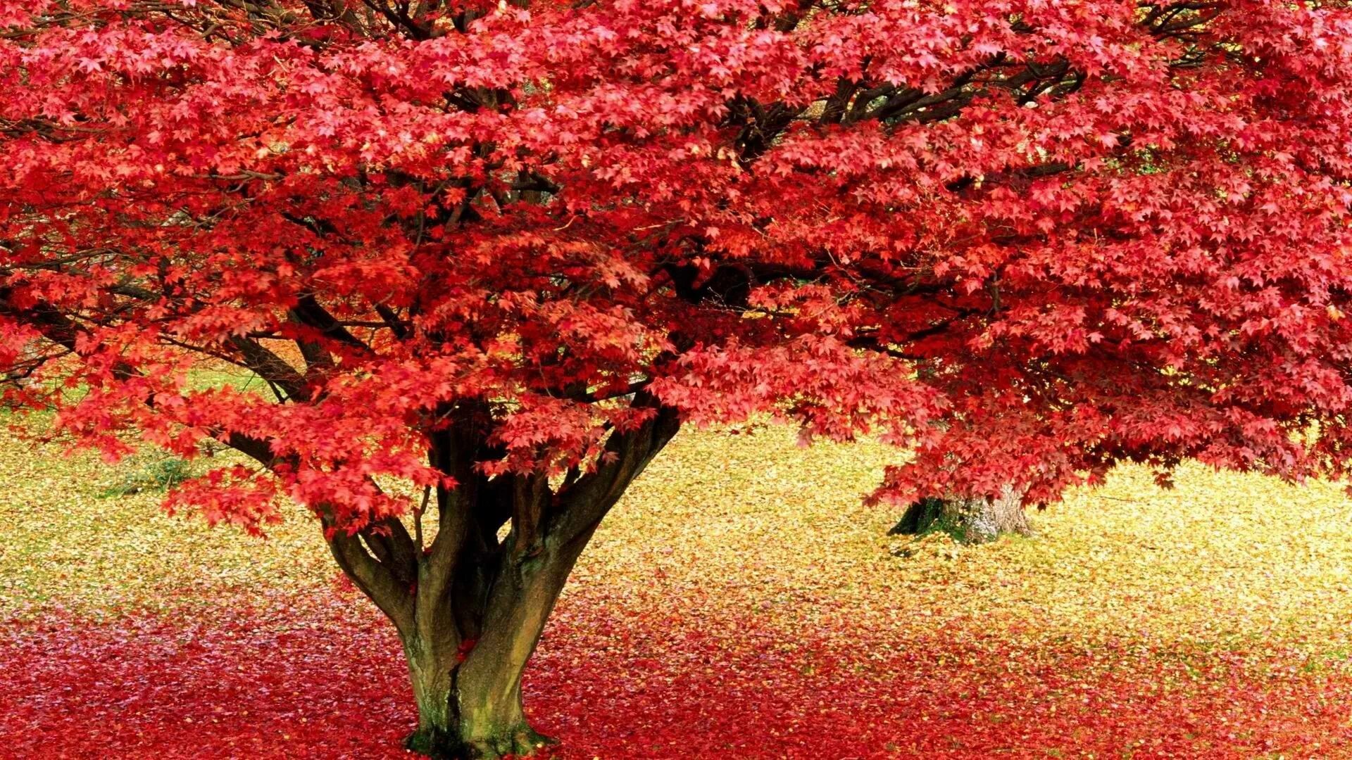 Красивое красное дерево. Клен Гиннала. Клен Гиннала дерево. Клён канадский краснолистный. Клен канадский красный.