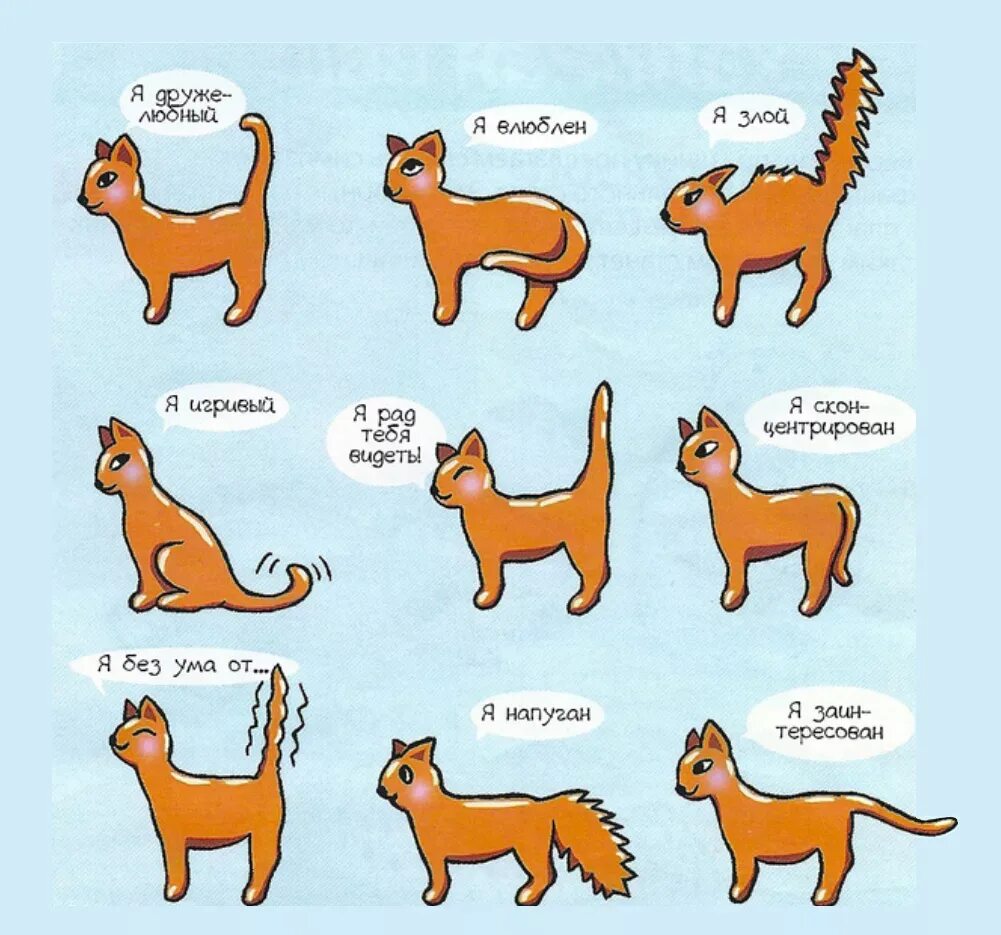 Как понять лапки. Как понять кота по хвосту. Настроение кошки по хвосту. Язык тела кошек. Положение хвоста у кота.