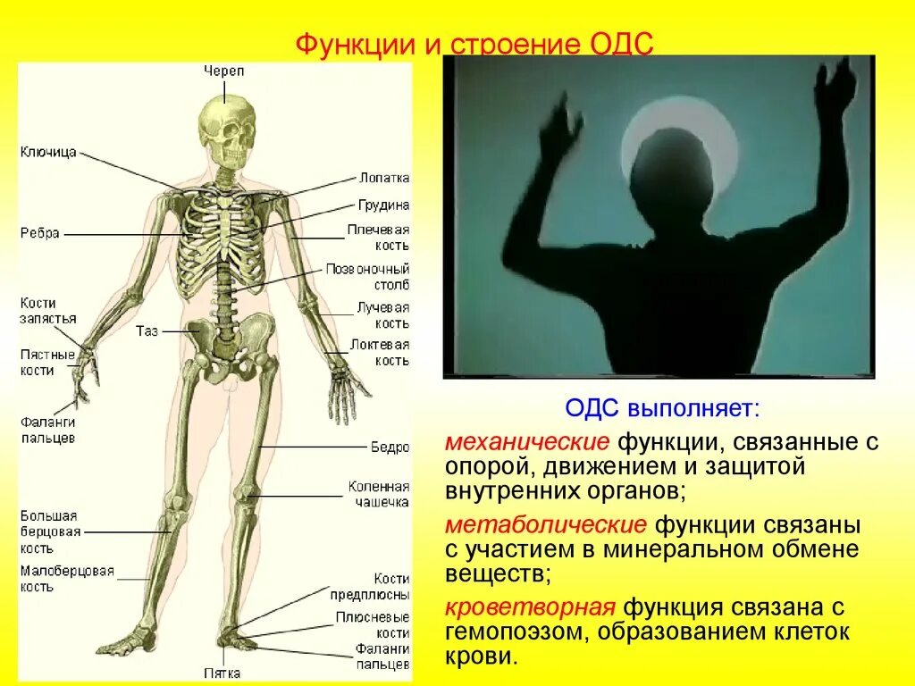 Опорно двигательная система скелет человека анатомия. Строение скелета человека костей биология. Кости скелета биология 8 класс. Система органов опоры и движения анатомия. Питание кости обеспечивает