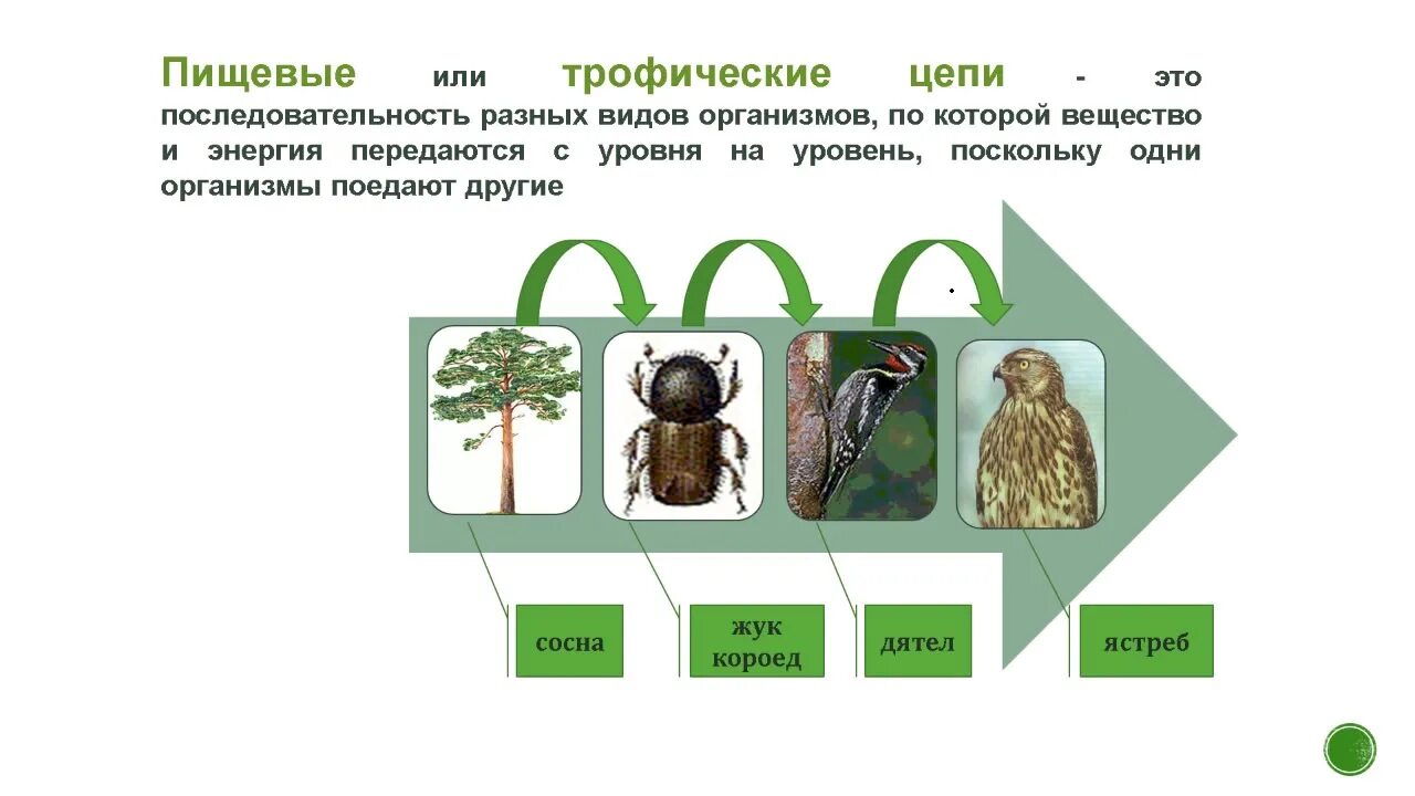 Иерархия экосистем биосферы. Структура экосистемы биология. Пространственная структура экосистемы. Экосистемы ЕГЭ биология.
