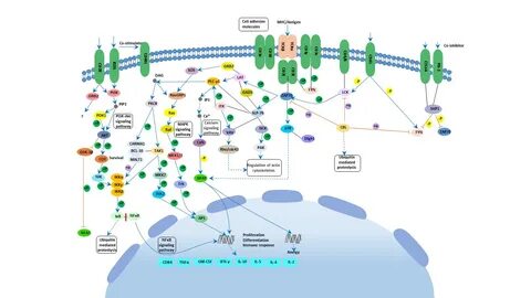 Cellular signaling