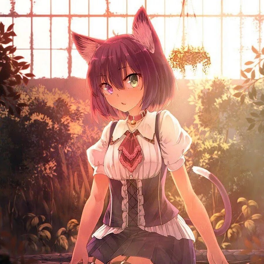 Кошкодевочки геншин. Аниме кошки. Кошко девки. Некко чен. Кошко девки.