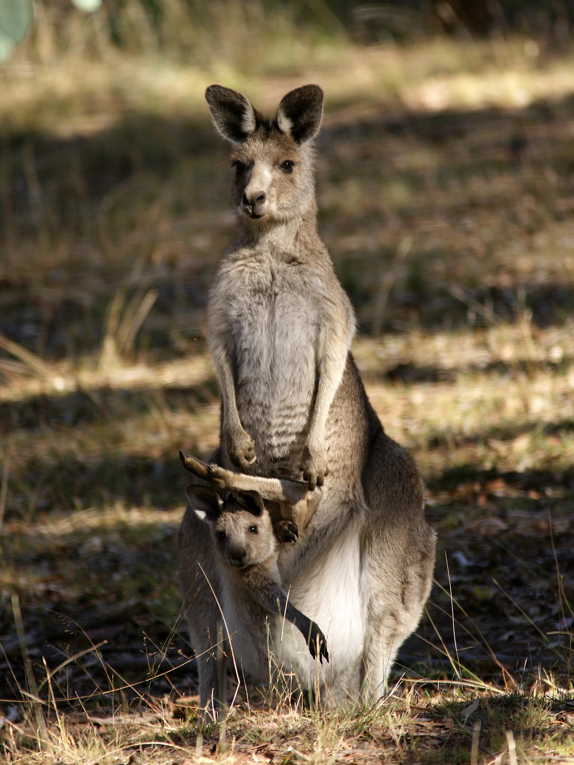 Почему сумчатые сохранились в австралии. Сумчатые кенгуру. Кенгуру сумчатое животное. Серый исполинский кенгуру. Кенгуру с детенышем.