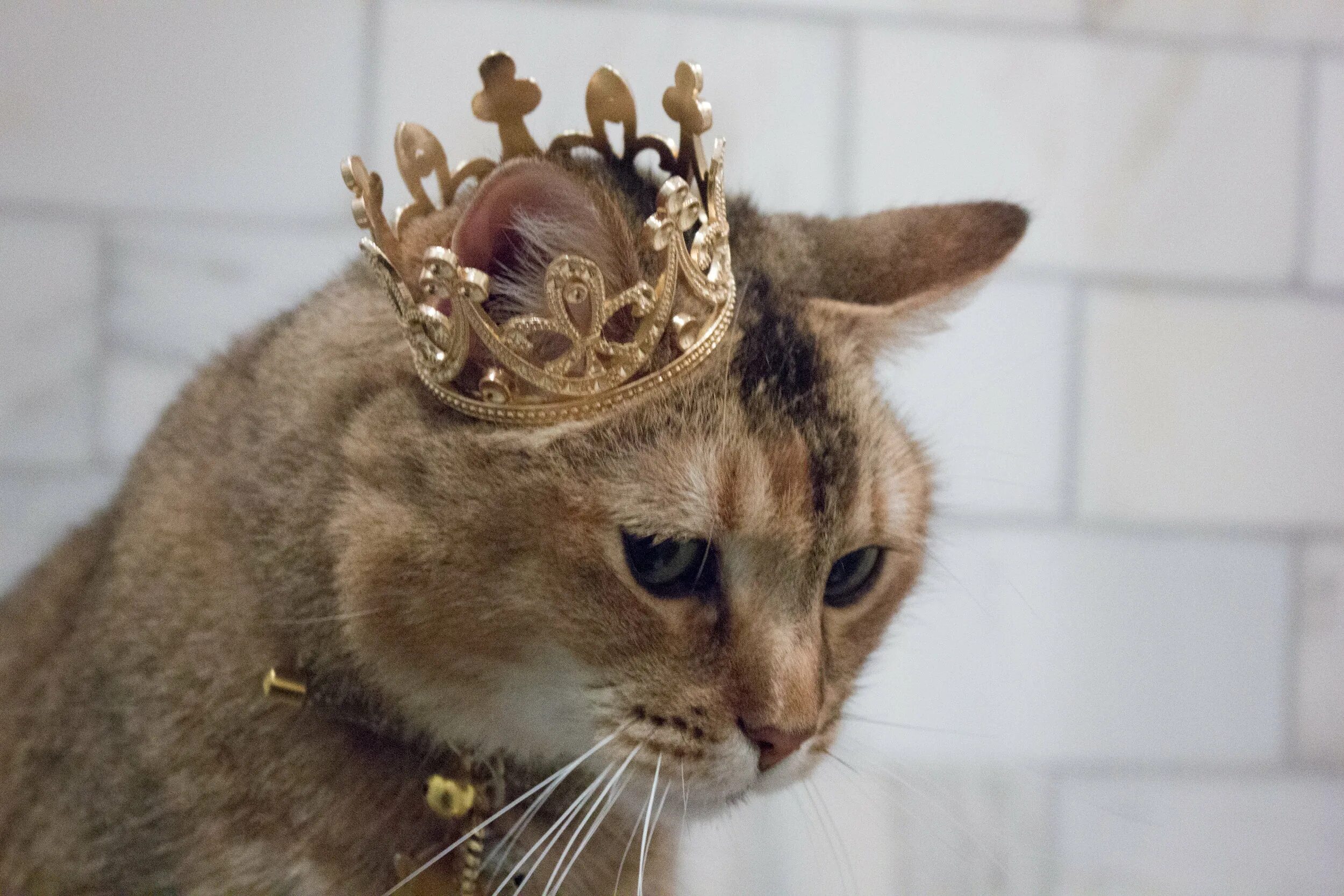 Кошечки королевы. Кот в короне. Кошка с короной на голове. Кошечка с короной. Котенок с короной на голове.