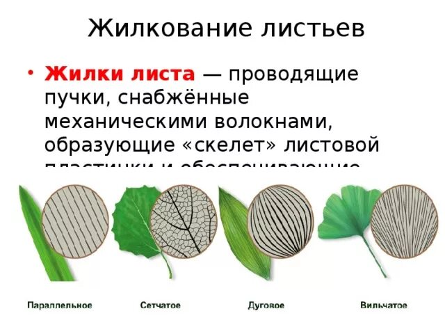 Какой тканью представлены жилки. Типы жилкования листьев 6 класс биология. Жилкование листьев 6 класс. Сетчатое жилкование листьев. Жилкование листа 6 класс биология.