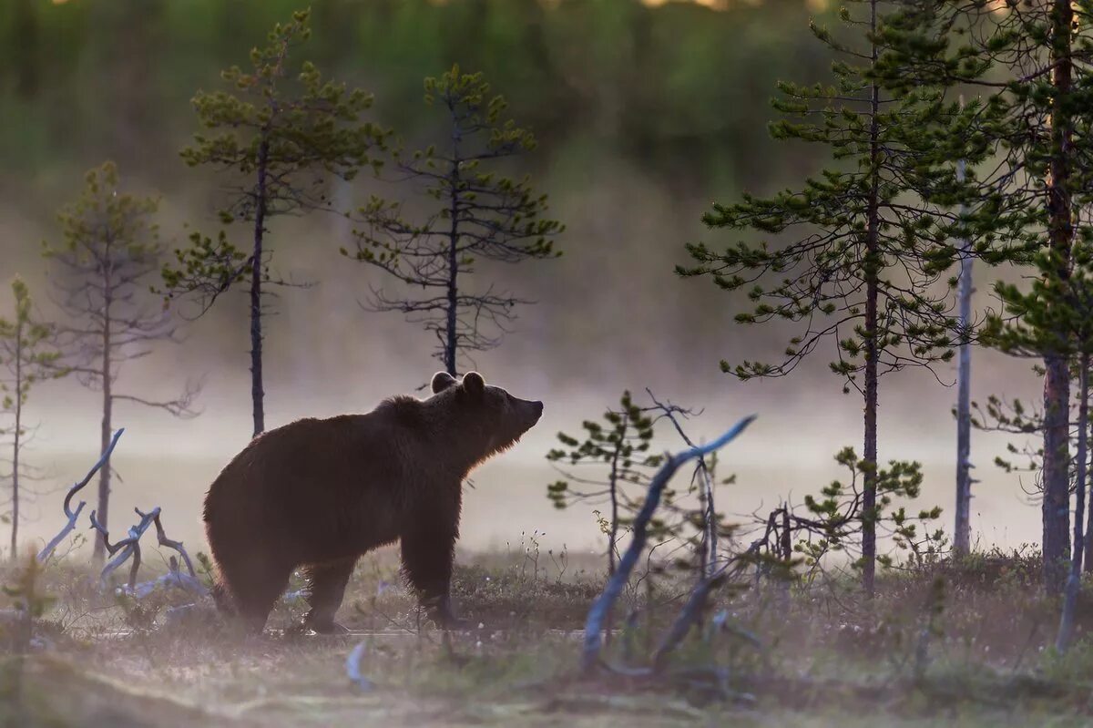 Природа лес. Дикая жизнь в тайге. Медведица с медвежонками. Дикая жизнь в тайге. Дикая жизнь в тайге.