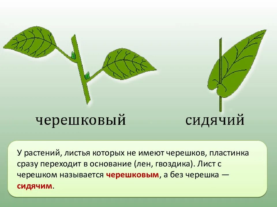 Лист внешнее строение листа 6 класс биология. Функции черешка листа. внешнее строение листьев 6 класс биология. лист это в биологии. строение листа биология.
