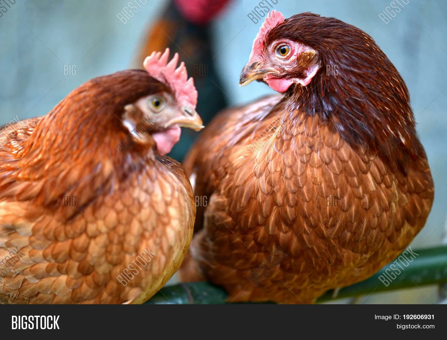 Курица фон. Белый петух с красным гребнем. Long chick. Long chicken бургер кинг. My chicken.