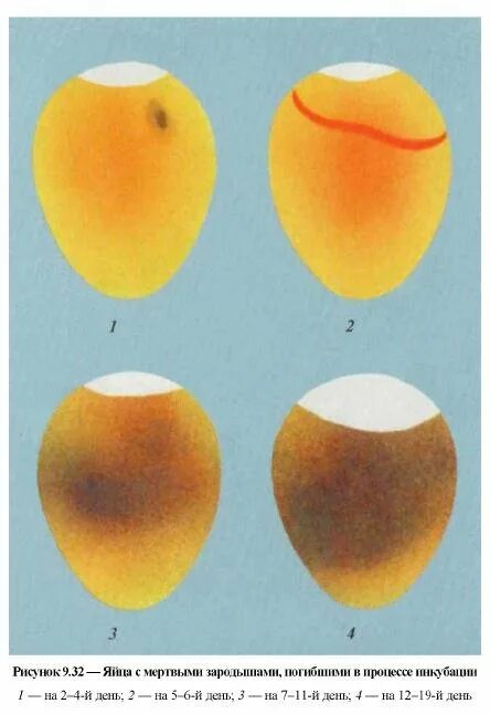 Как узнать есть ли в яйце зародыш. Овоскопирование индюшиных яиц. Овоскопирование утиных яиц. Инкубационное яйцо овоскопирование. Инкубация куриных яиц овоскопирование.